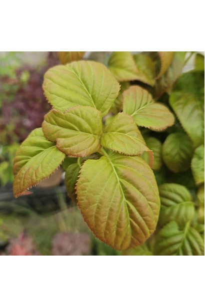 Hydrangea anomala glabra ’Crug Coral’ полив